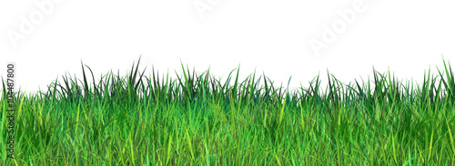 Green fresh Grass on white background. Digital illustration, poster