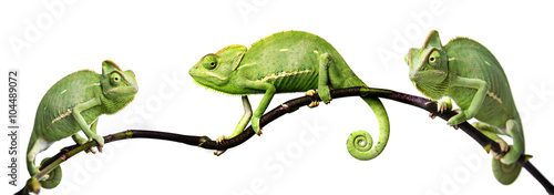 chameleon - Chamaeleo calyptratus on a branch