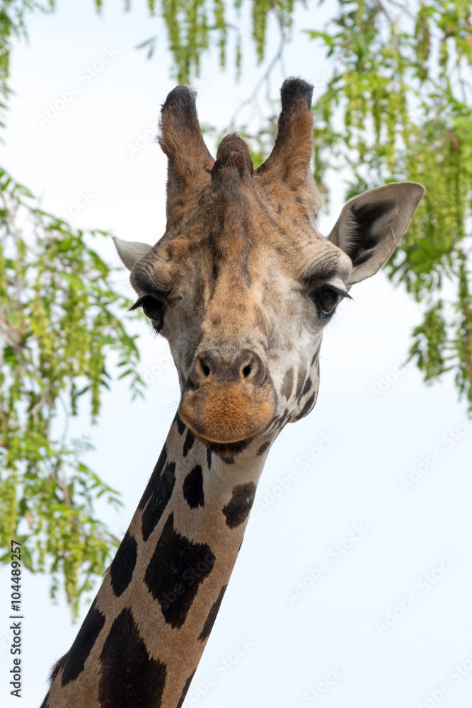 Fototapeta premium Giraffe portrait