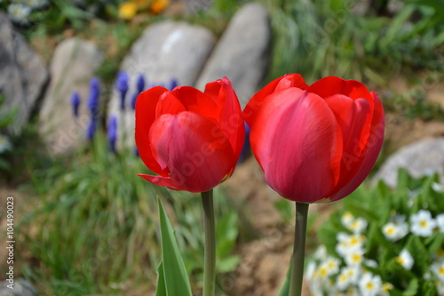 Beautiful flowering red tulips in the garden in springtime