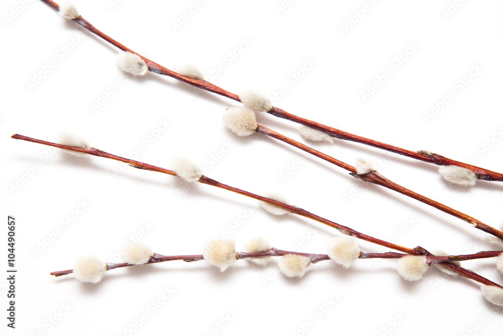 willow branches on a white background willow branches on a white background