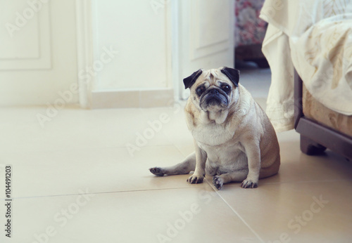 Funny pug dog posing