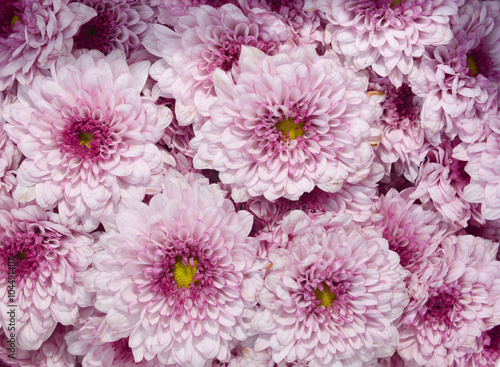 Fresh Flowers Background