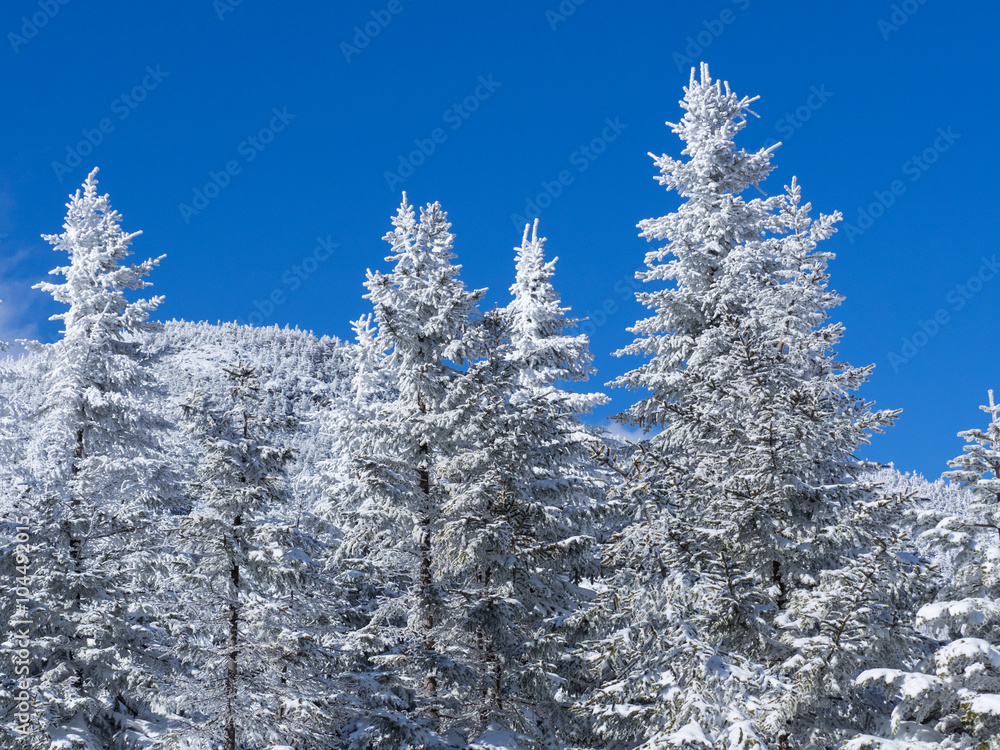 青空背景の樹氷 青空背景の樹氷