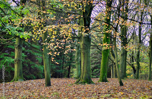 Kelvingrove Park - Glasgow, Scotland.. photo