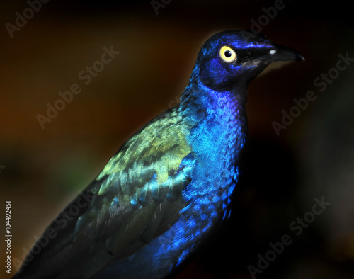 Purple Starling © camerawithlegs