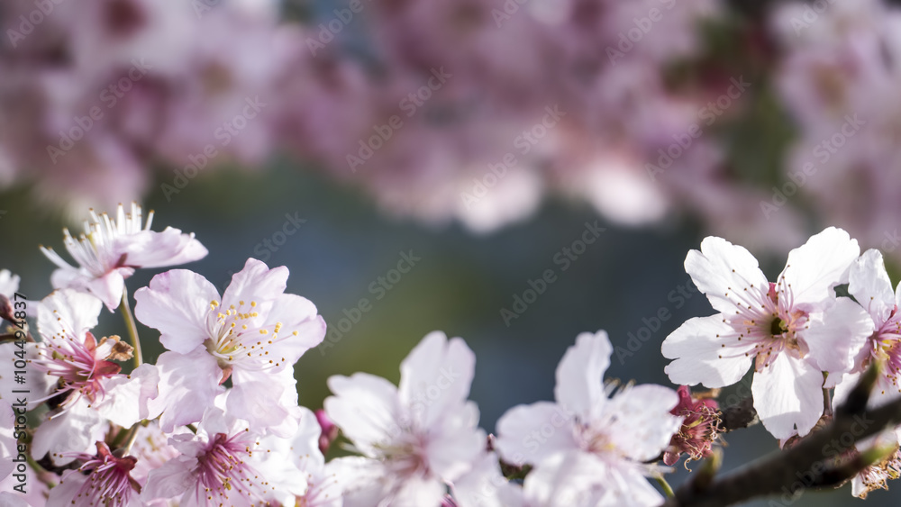 Sakura. Cherry Blossom in Taiwan. Beautiful Pink Flowers Sakura. Cherry Blossom in Taiwan. Beautiful Pink Flowers