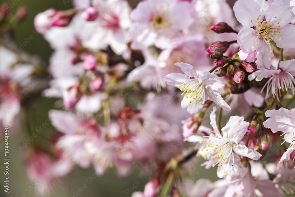Sakura. Cherry Blossom in Taiwan. Beautiful Pink Flowers Sakura. Cherry Blossom in Taiwan. Beautiful Pink Flowers