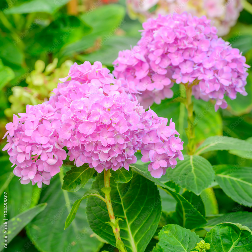 Beautiful Pink Hydrangea flower blooming in the garden Beautiful Pink Hydrangea flower blooming in the garden