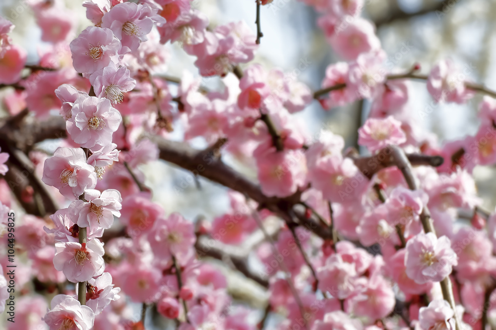 ピンク色のしだれ梅の花