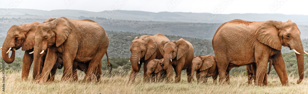 Fototapeta premium Elephant Herd