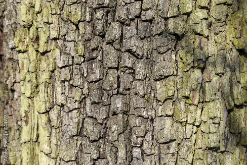 close up of bark of an oak tree