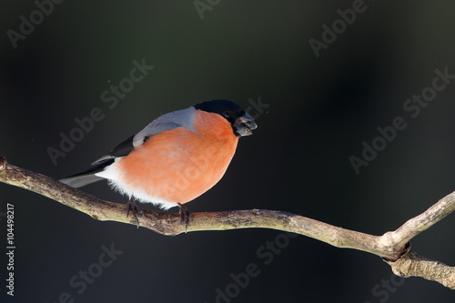 Eurasian bullfinch (Pyrrhula pyrrhula), male