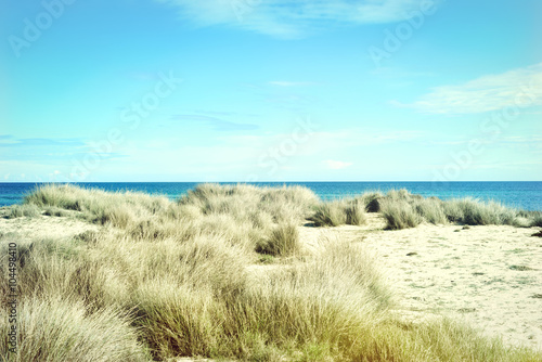 Beach dunes in the golden sun. Beach scene with copy space.