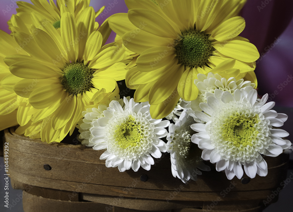 Fototapeta premium Flowers in the sun.