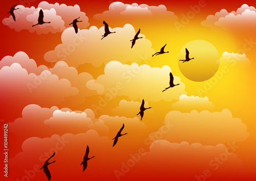 Cranes birds against sunset. Vector.