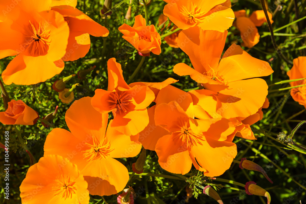 Orange poppies in a summer meadow on sunny day Orange poppies in a summer meadow on sunny day