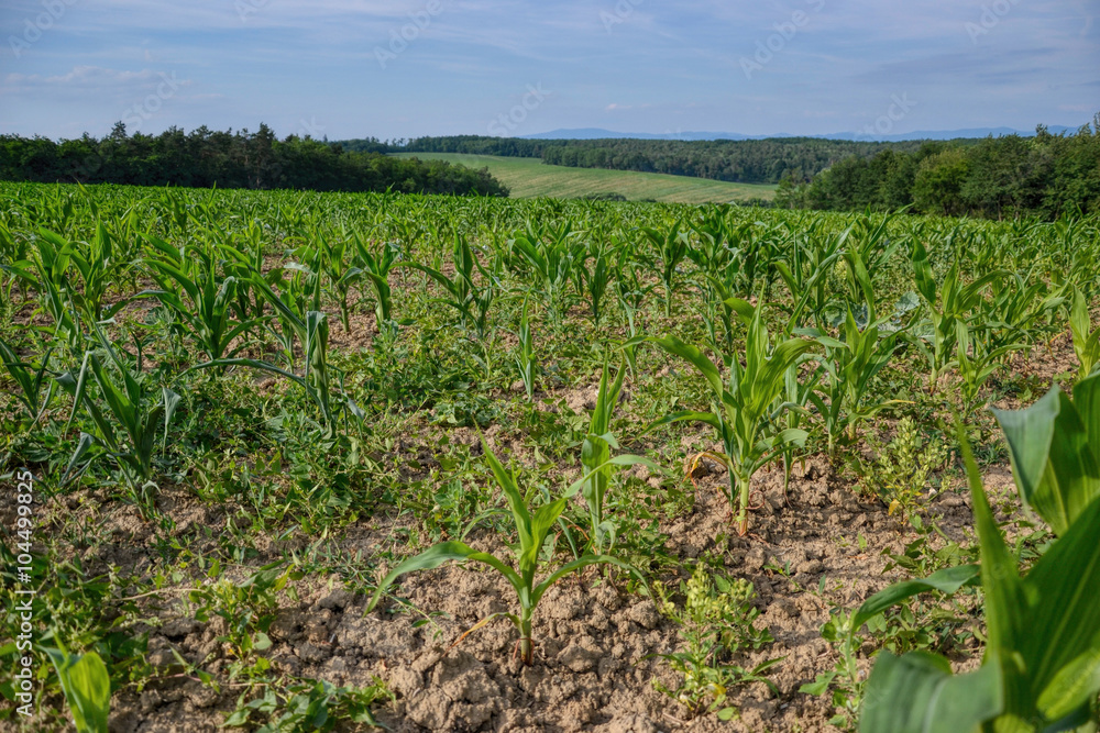 Young green maize field. Growing corn plant on sunny summer day in countryside. Slovakia
