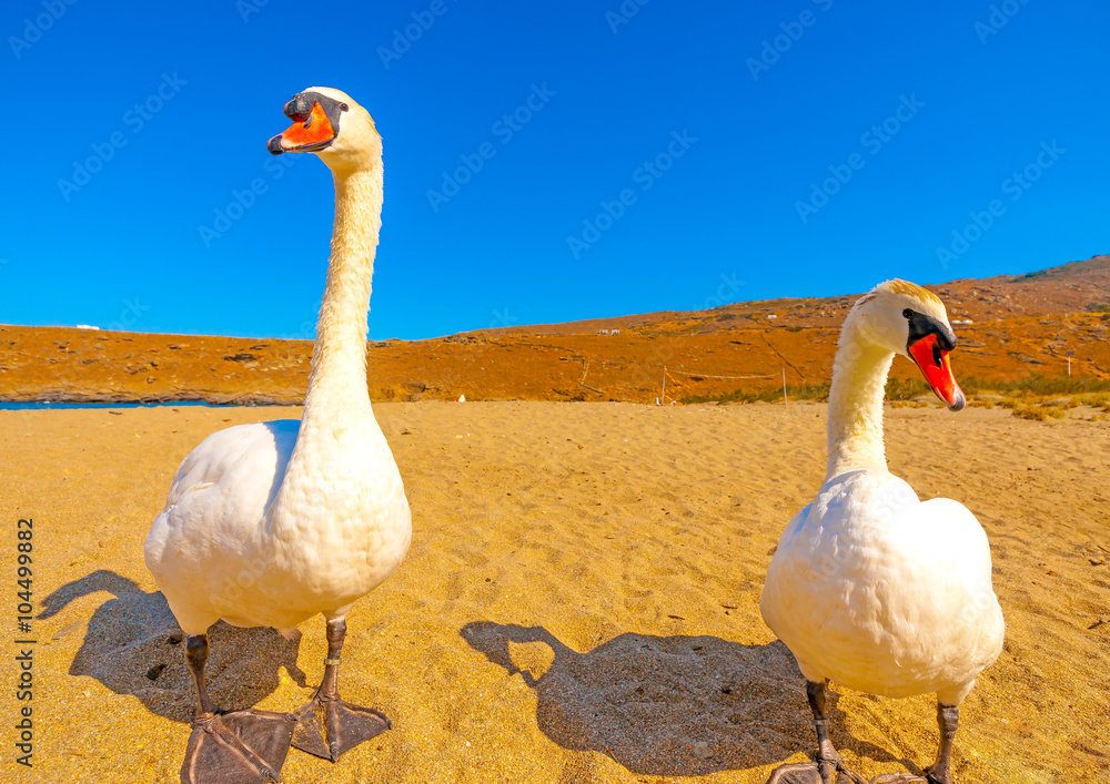 Fototapeta premium beautiful white swans beside the sea at Neimporios beach at Chora, the capital of Andros island in Greece