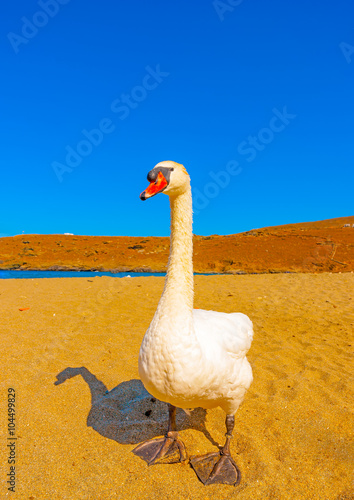 beautiful white swan beside the sea at Neimporios beach at Chora, the capital of Andros island in Greece