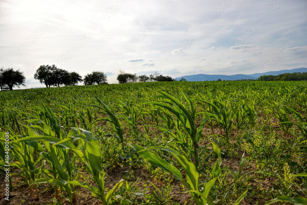 Young green maize field. Growing corn plant on sunny summer day in countryside. Slovakia