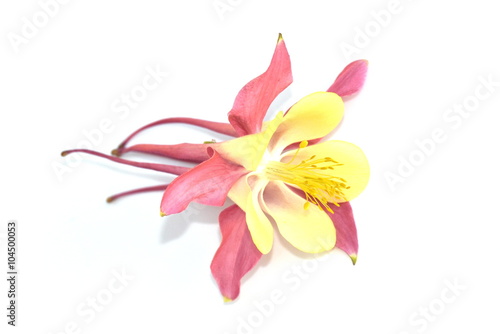 Closeup on the flower of a yellow and pink Columbine on white background