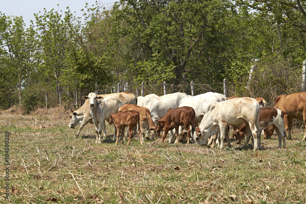 Herd of cows , thailand Herd of cows , thailand