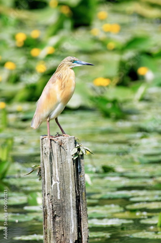 sgarza ciuffetto golden heron photo