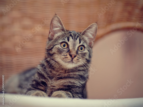 Portrait of a kitten of a striped color on a wicker chair