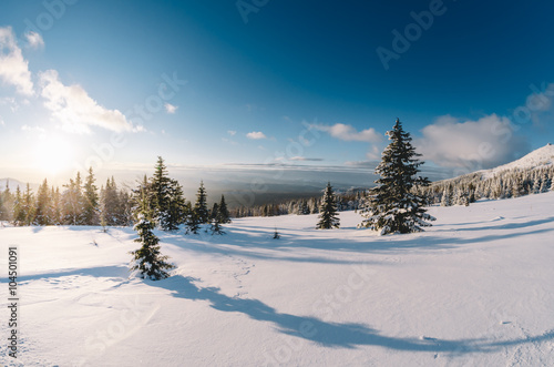 Winter forest in the mountains sunrise
