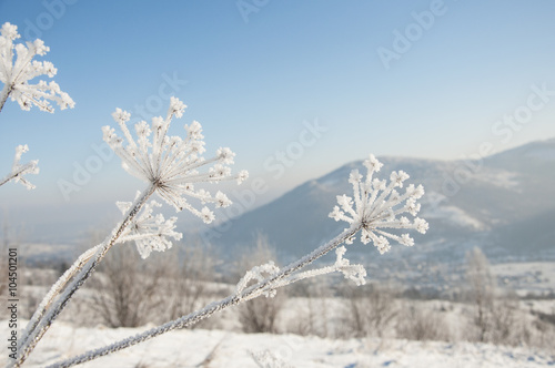 Winter in mountains, dill covered frost