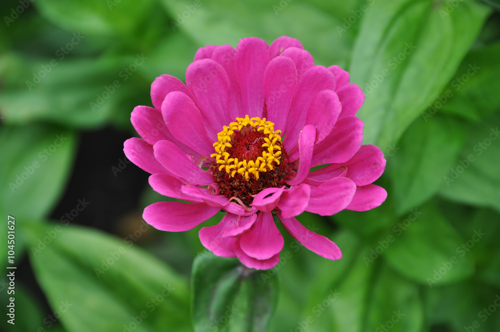 Fototapeta premium Magenta Zinnia flower