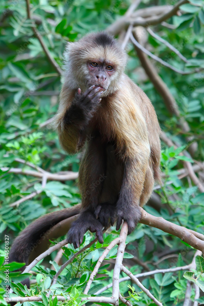 capuchin monkey on tree branch