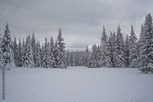 Winter forest in the mountains © dudinart