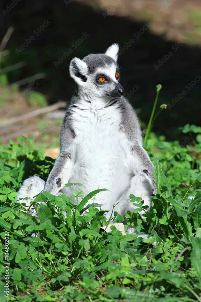 Lemur of ring-shaped tail taking up a curious pose