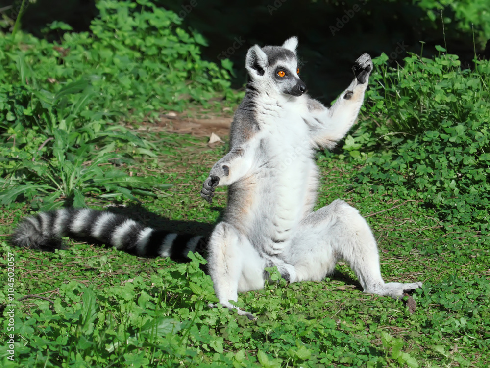 Fototapeta premium Lemur of ring-shaped tail taking up a curious pose