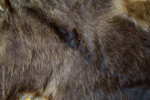 bearskin. wool. Bear fur