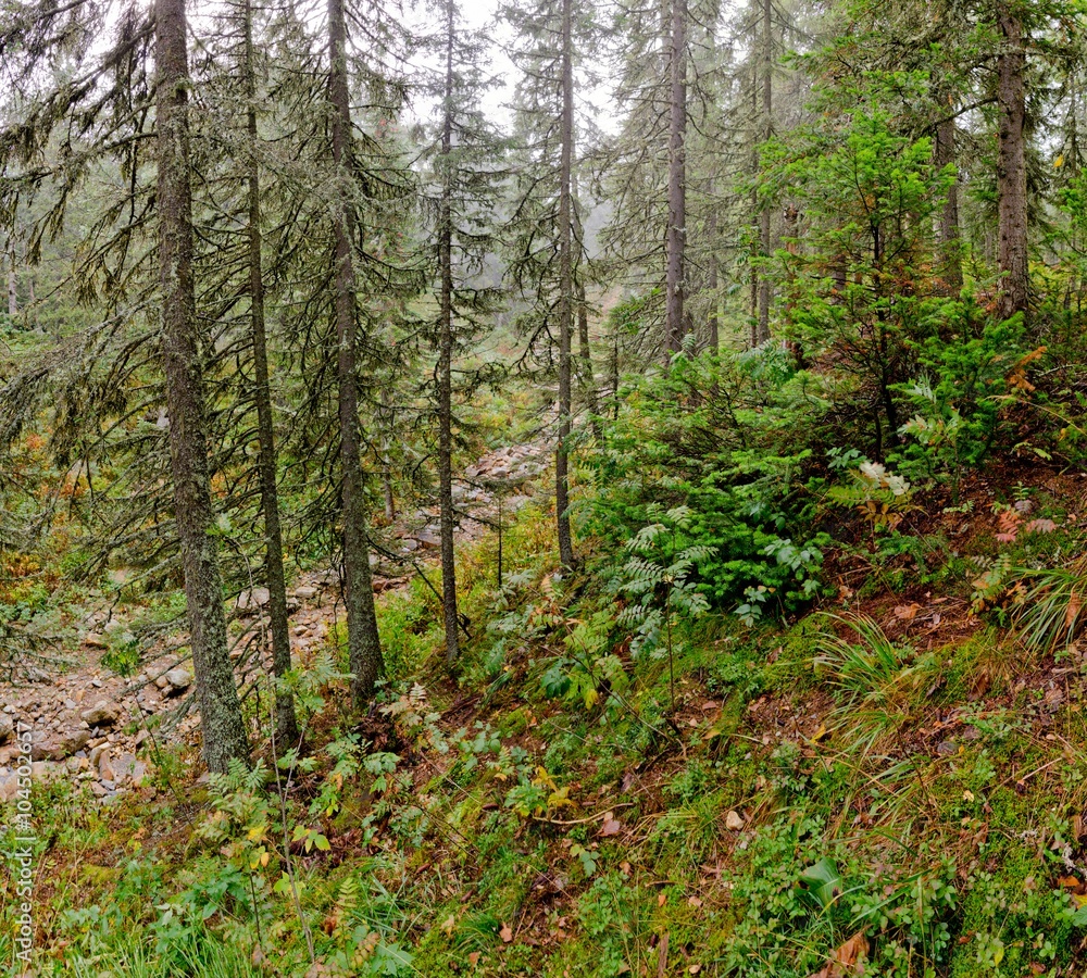 misty morning in the forest misty morning in the forest