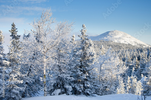 Winter forest in the mountains sunrise Majestic winter trees glowing by sunlight. Dramatic wintry scene. Happy New Year!