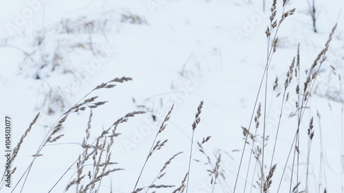 Wallpaper Mural Dry Grass Under Snow, Slider Shot Torontodigital.ca