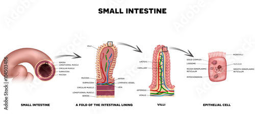 Small intestine lining photo