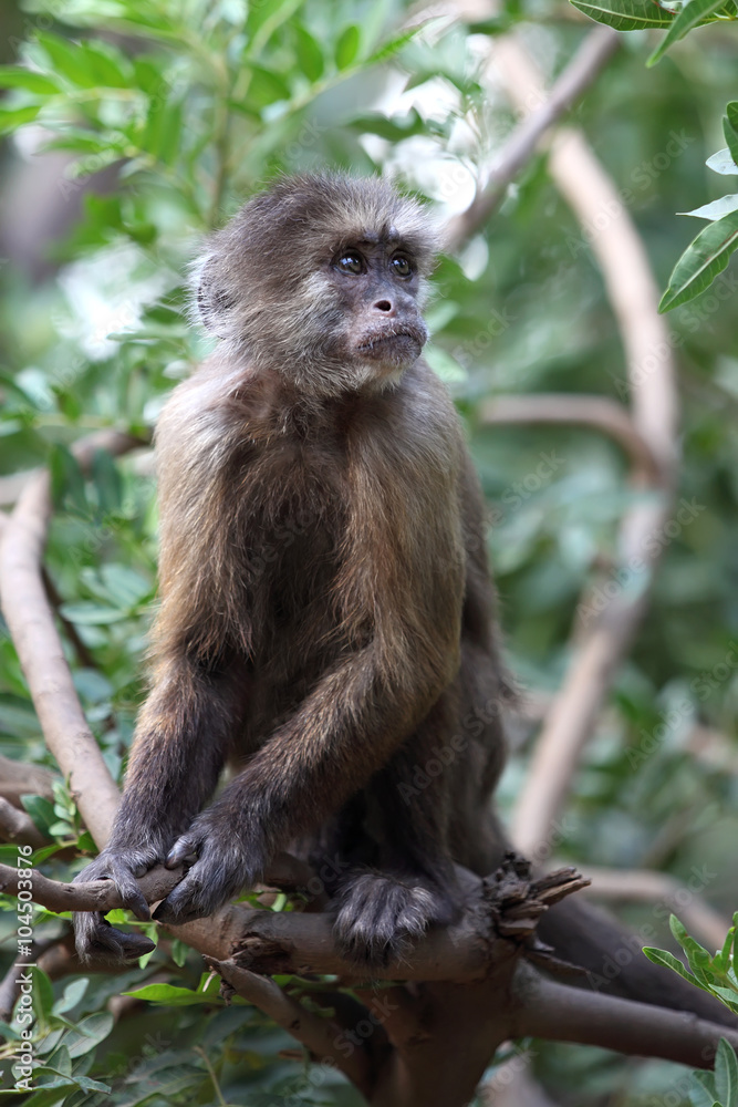 capuchin capuchin