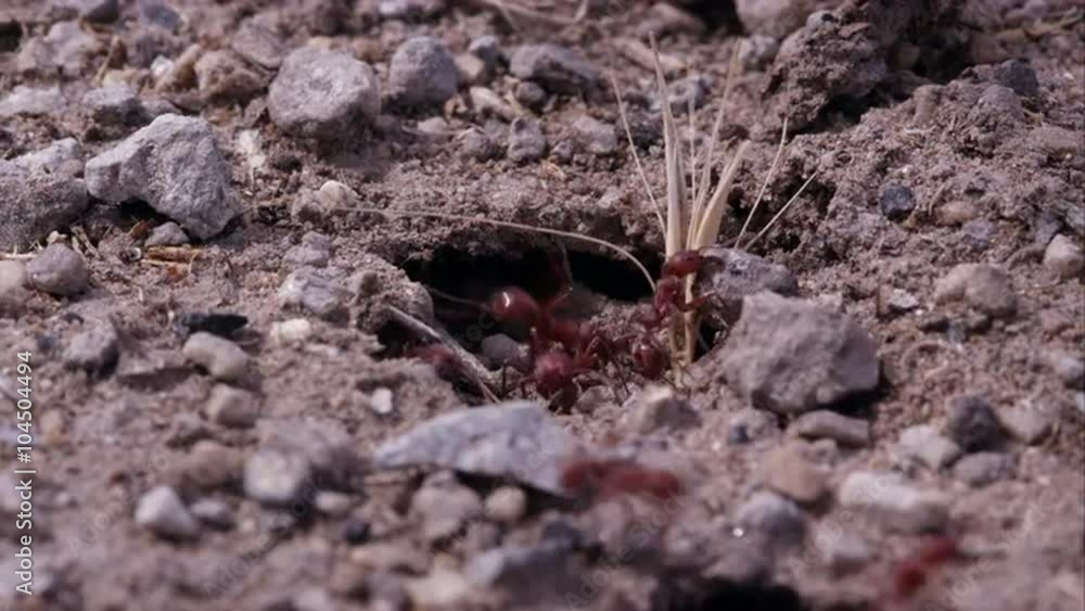 Fire ants moving in and out of tunnel. Fire ants moving in and out of tunnel.