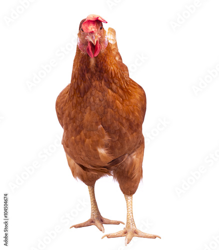 full body of brown chicken hen standing isolated white backgroun photo
