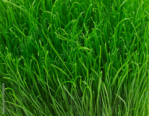 Juicy young green grass texture background