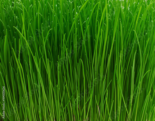 Juicy young green grass texture background