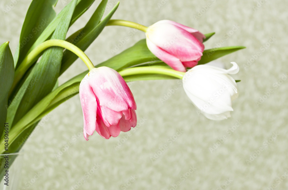 three tulips on a green background three tulips on a green background