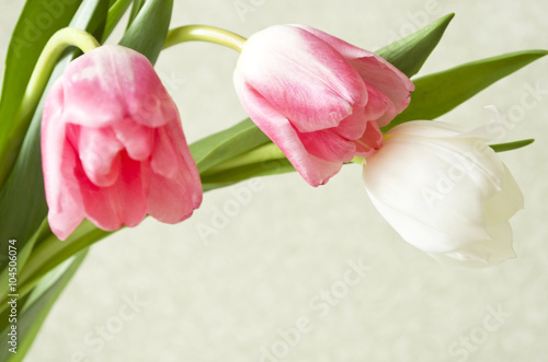 Fototapeta Naklejka Na Ścianę i Meble -   three tulips on a green background