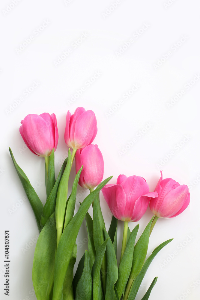 Fototapeta premium pink tulips on white background