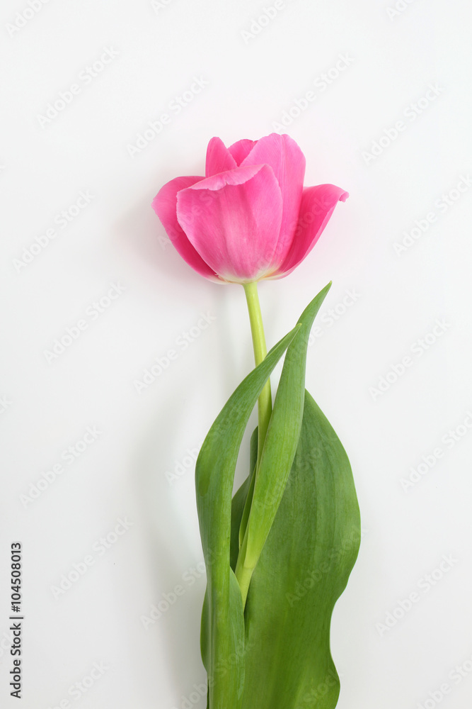 pink tulip on white background pink tulip on white background